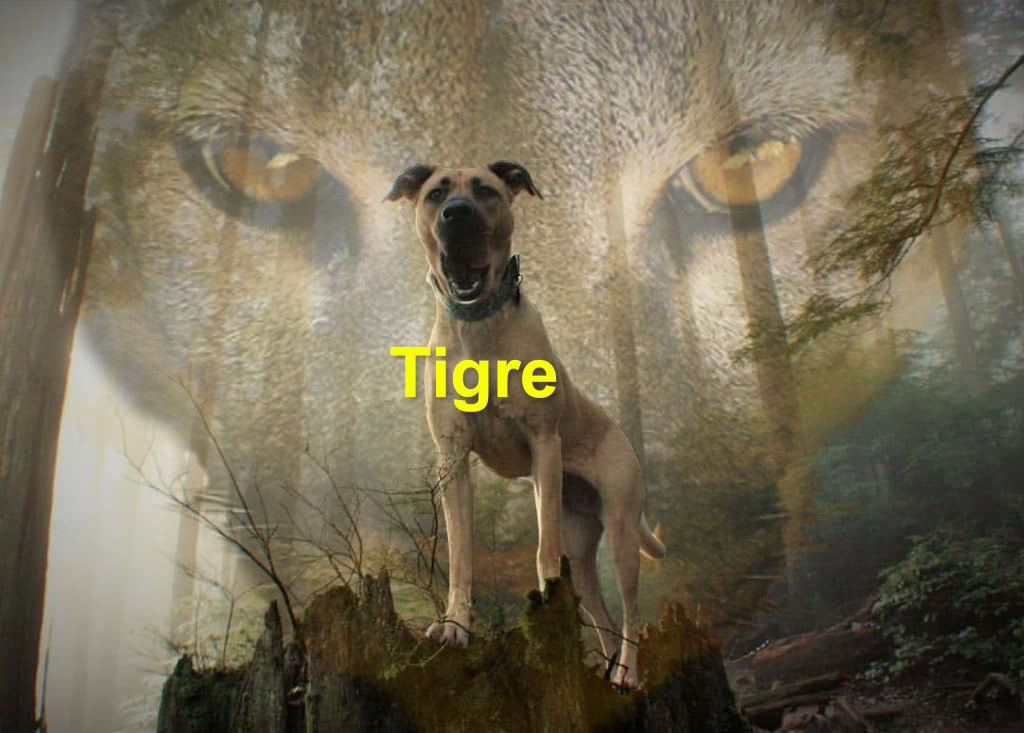 Un perro llamado Tigre