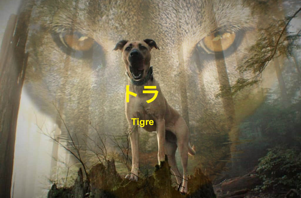 トラ – Tigre