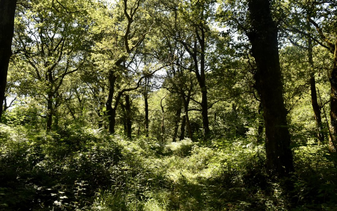 Basada en futuros hechos reales archivos Sitio profesional y de