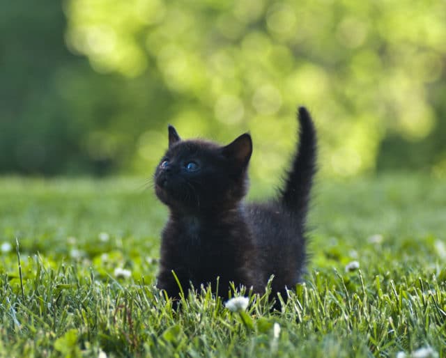 Gatito negro / Black Kitten
